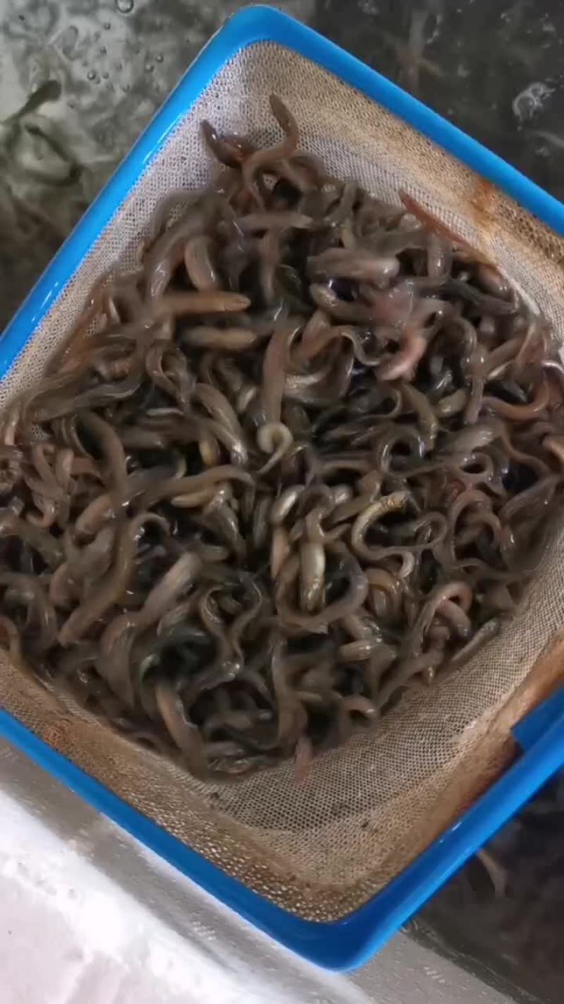泥鳅苗