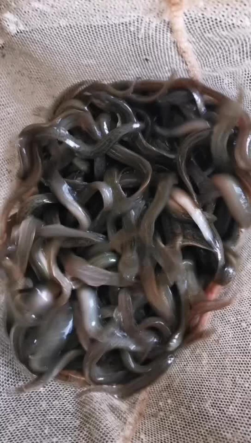 泥鳅苗