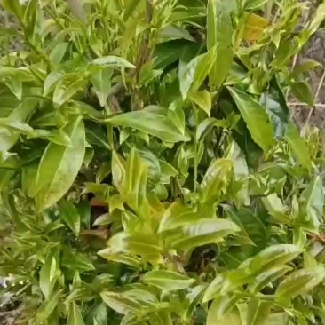 茶叶云南普洱深山野生茶