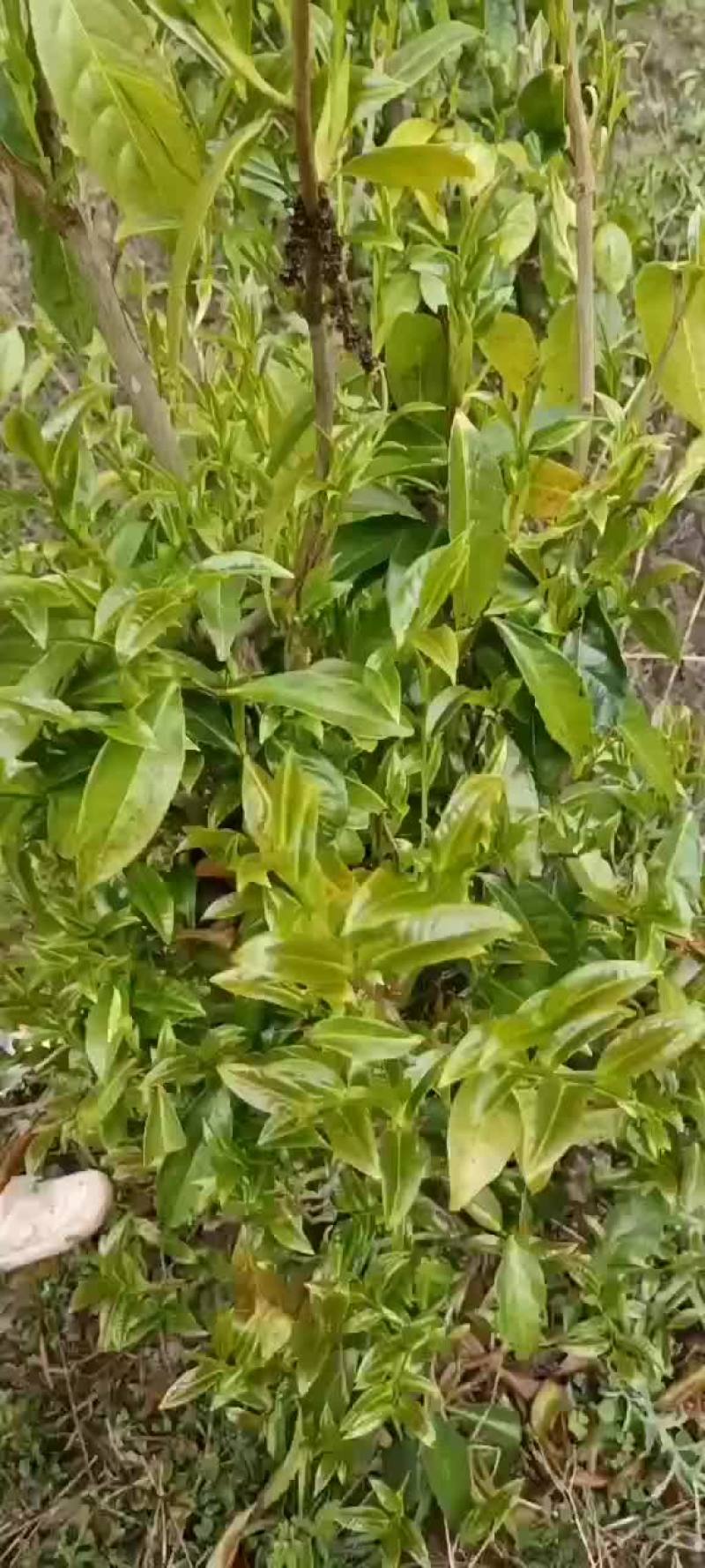 茶叶云南普洱深山野生茶