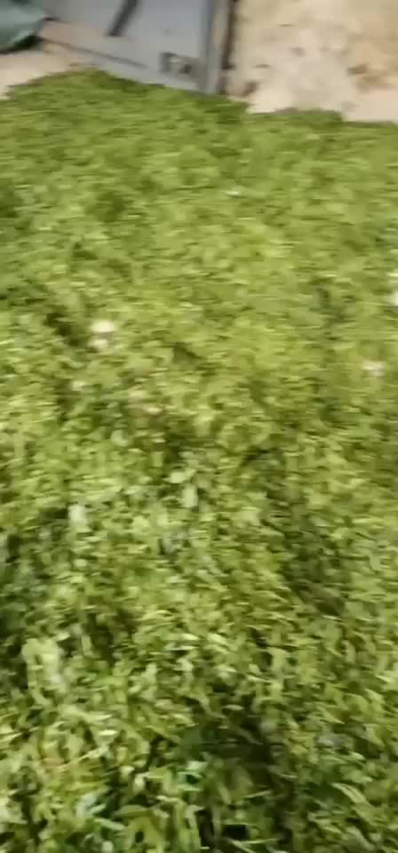 茶叶云南普洱深山野生茶