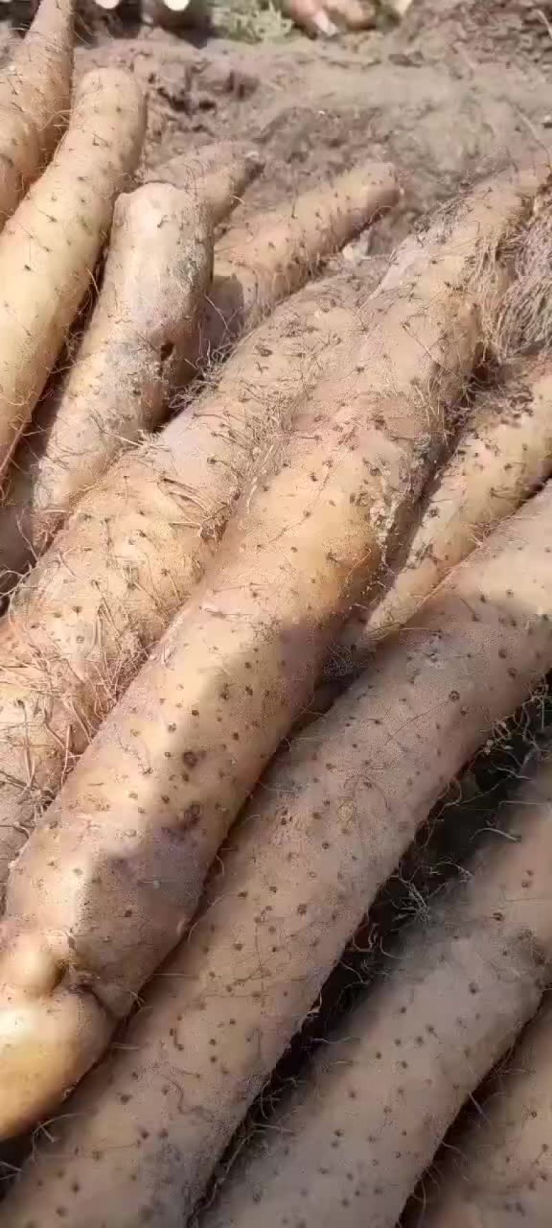 山药