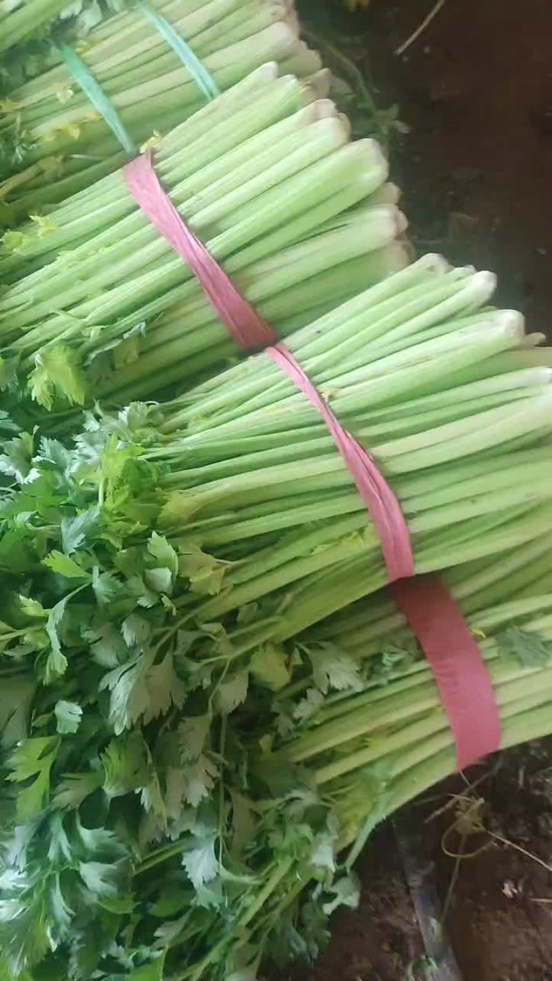 大芹菜