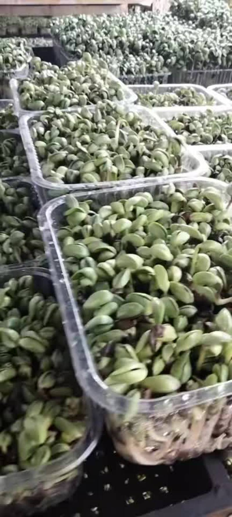 黑豆芽