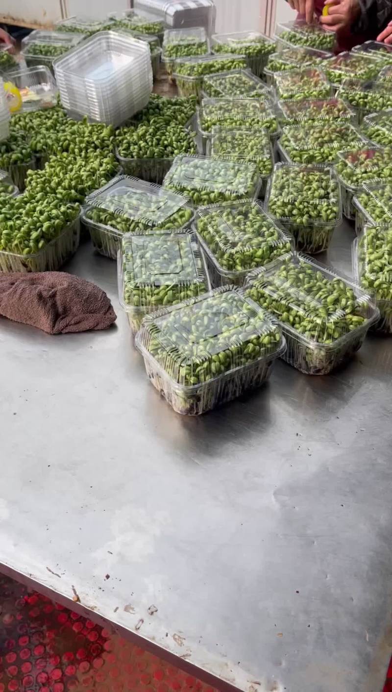 黑豆芽