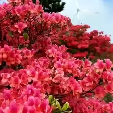 大别山毛杜鹃生桩，熟桩。一件代发