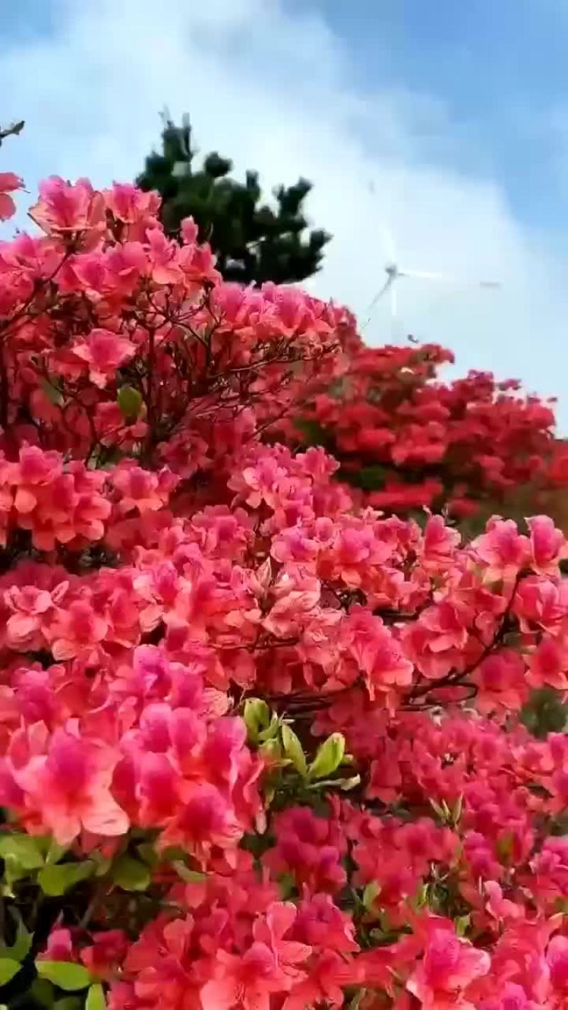 大别山毛杜鹃生桩，熟桩。一件代发