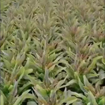 红叶莴笋