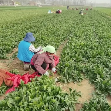小菠菜