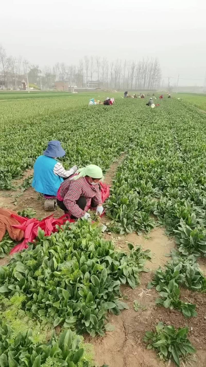 小菠菜