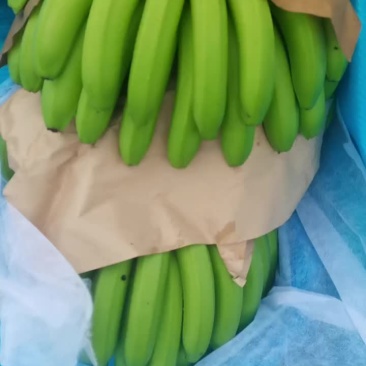 云南红河香蕉，饱满度够用，喜欢的老板可以电话咨询。