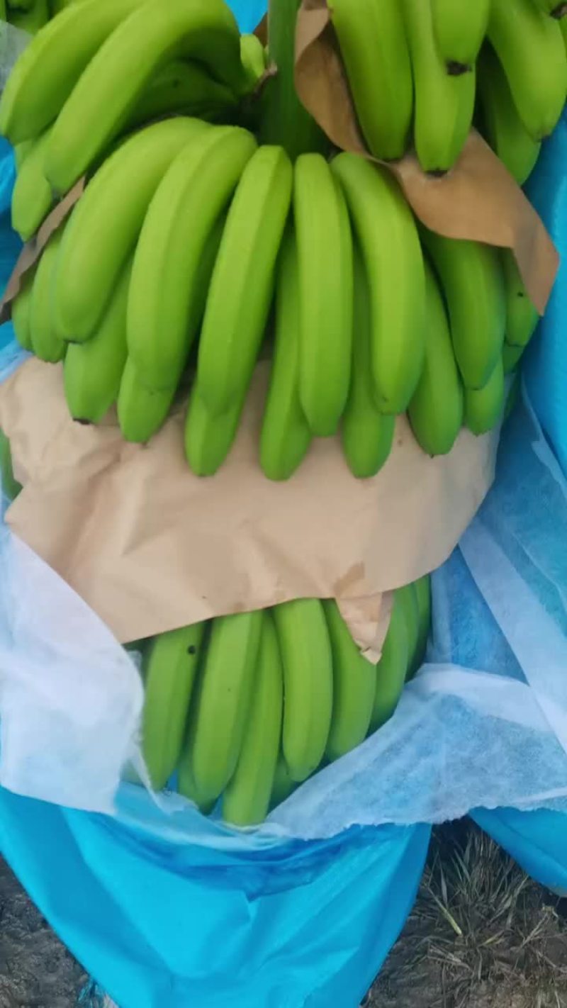 云南红河香蕉，饱满度够用，喜欢的老板可以电话咨询。
