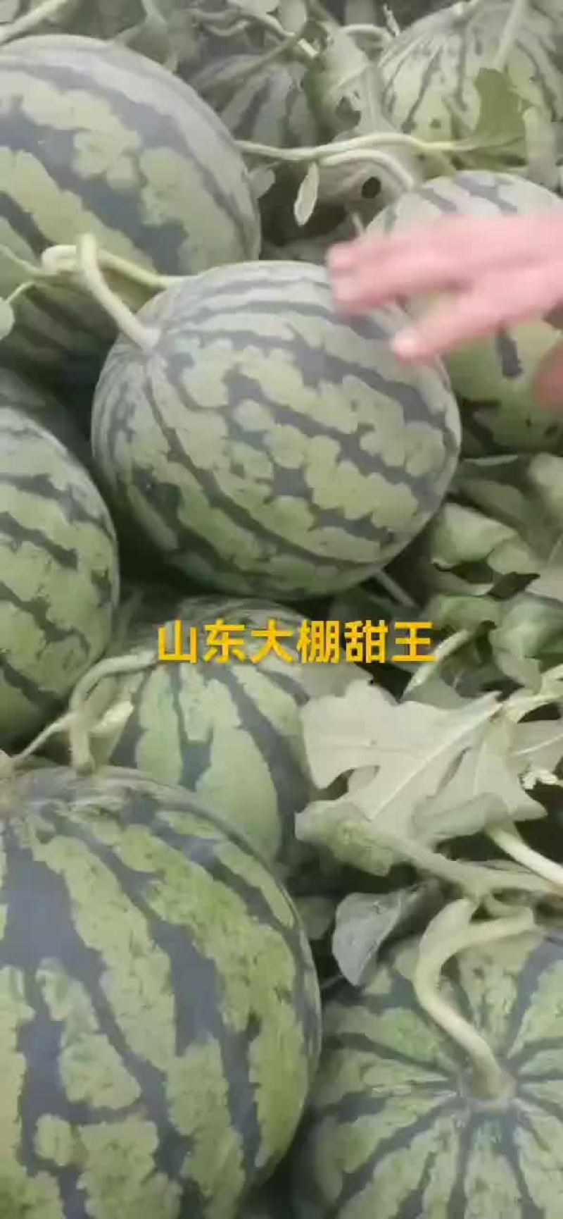 甜王西瓜