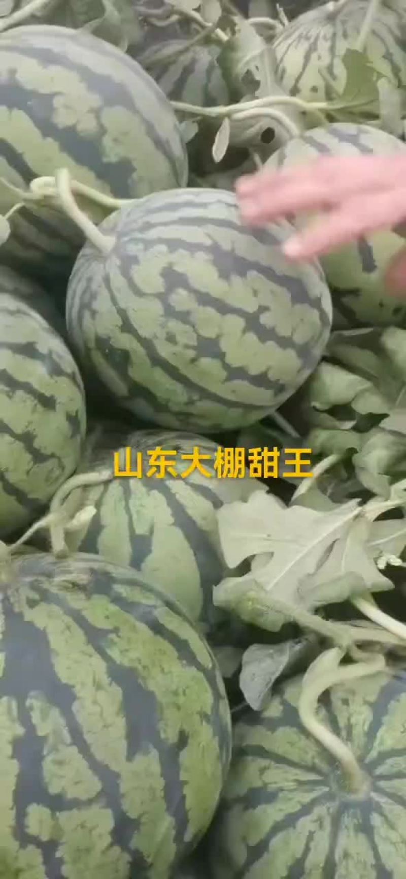 甜王西瓜