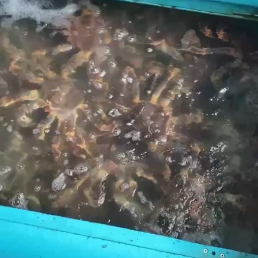 帝王蟹一手货源批发价格全国发货量大价格私