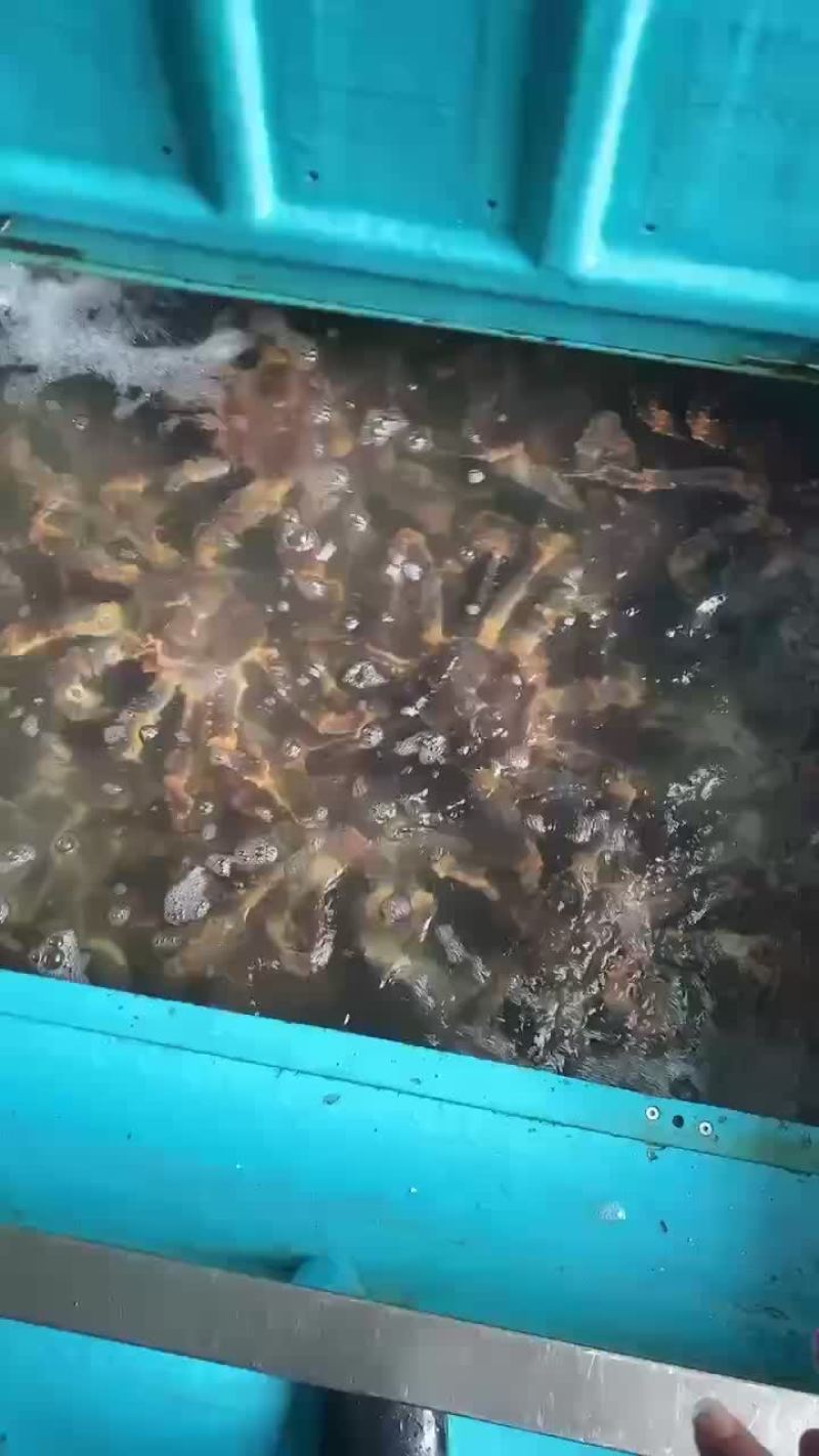 帝王蟹一手货源批发价格全国发货量大价格私