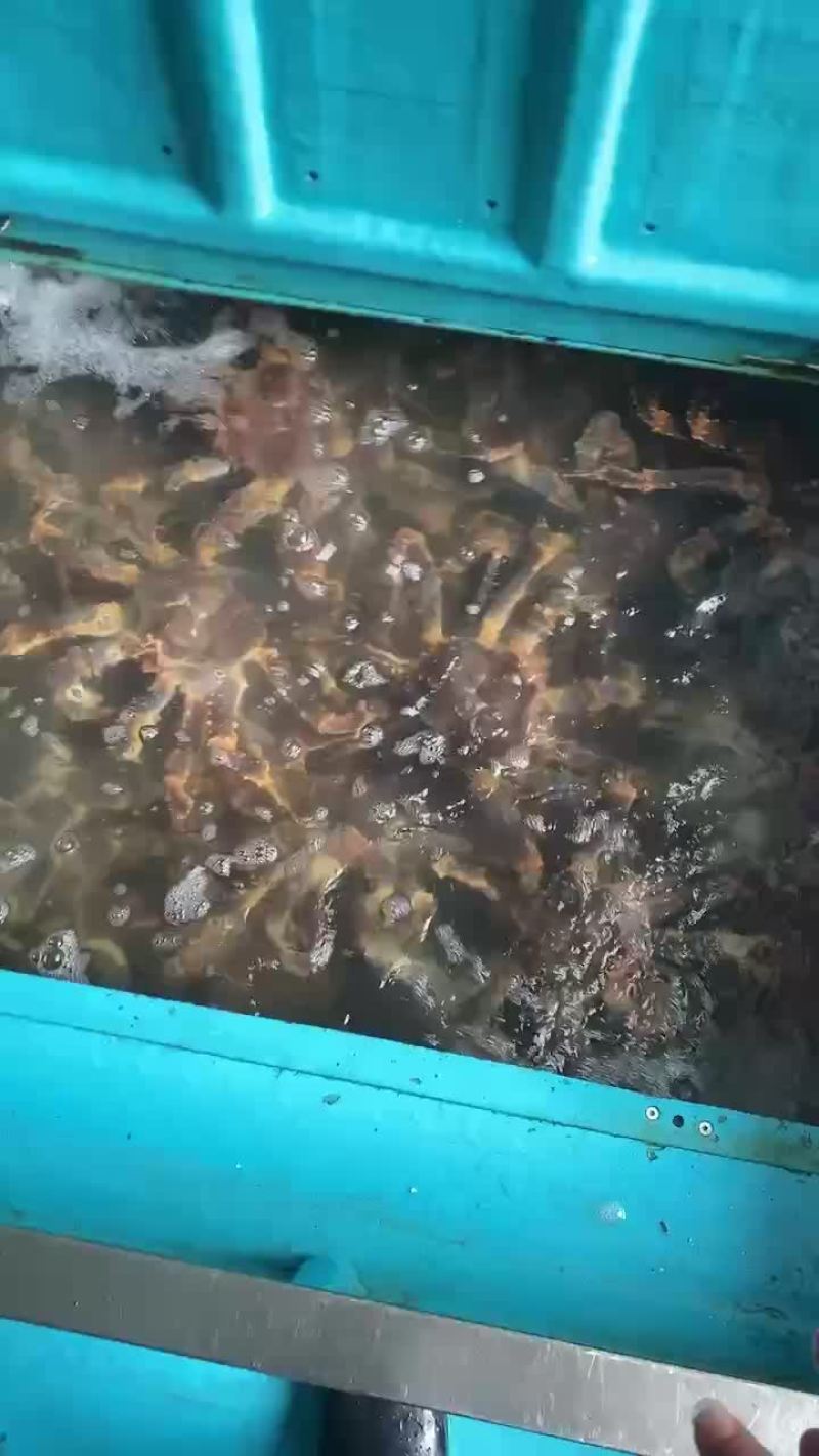 帝王蟹一手货源批发价格全国发货量大价格私
