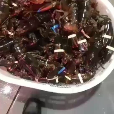 鲜活波龙一手货源价格从优量大私聊