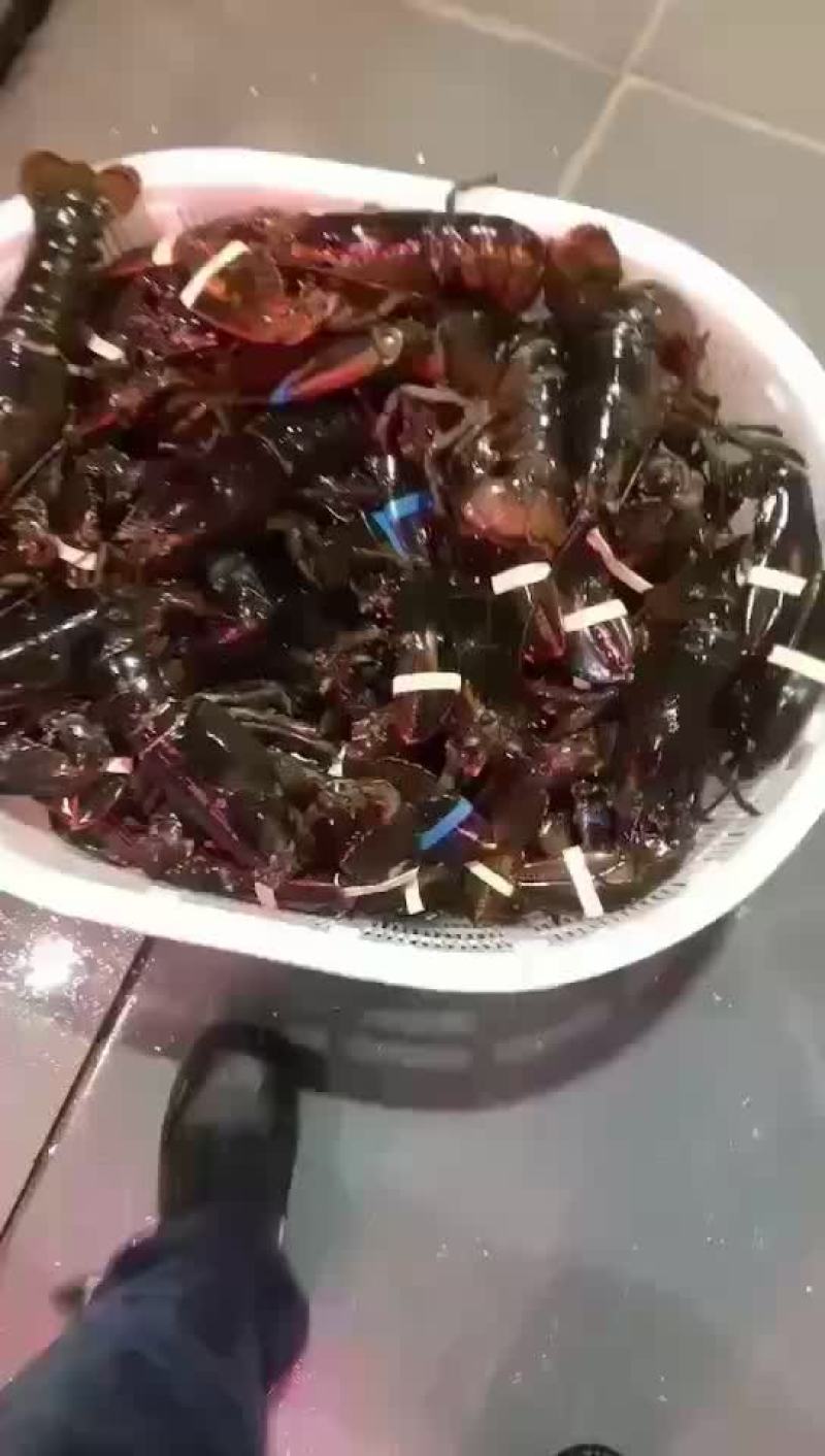 鲜活波龙一手货源价格从优量大私聊