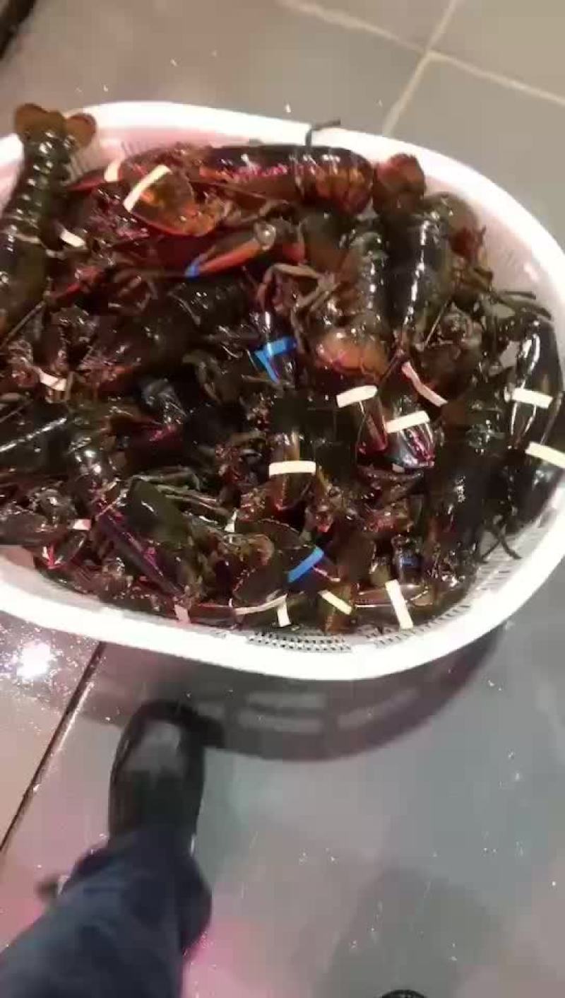 鲜活波龙一手货源价格从优量大私聊