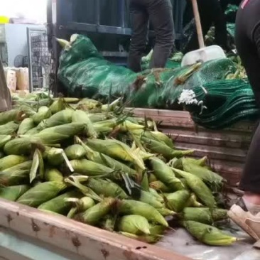 大量批发代卖的玉米