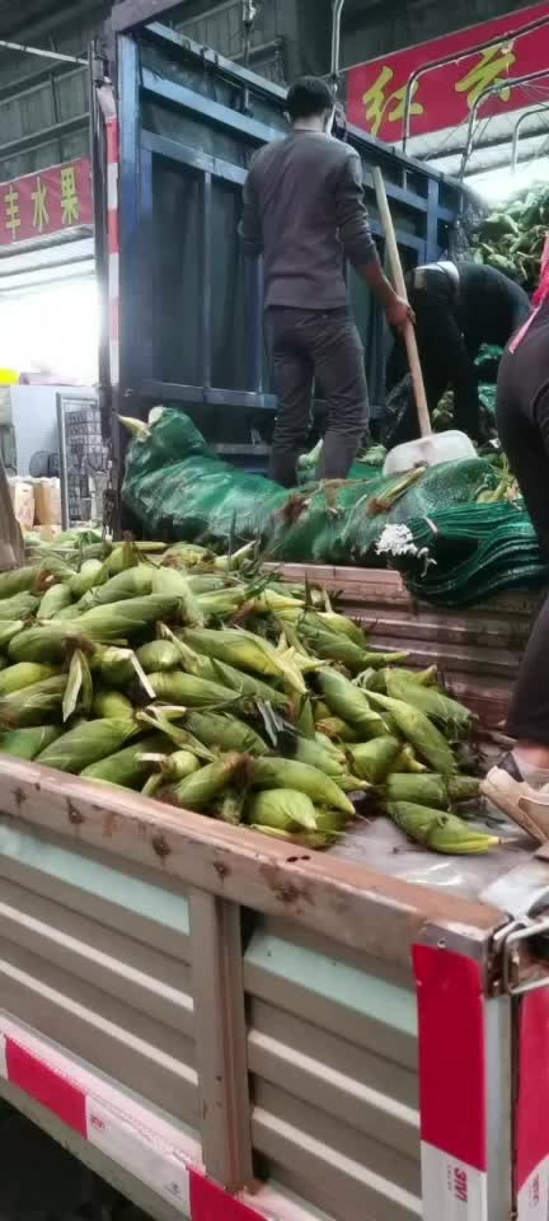 大量批发代卖的玉米