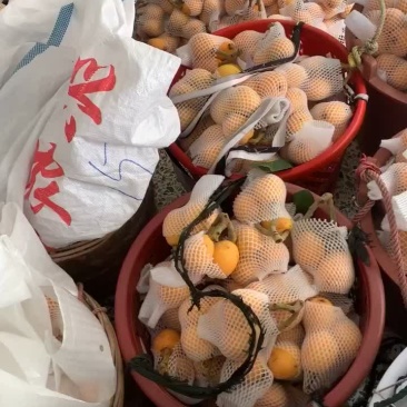 云霄正宗枇杷，种植基地