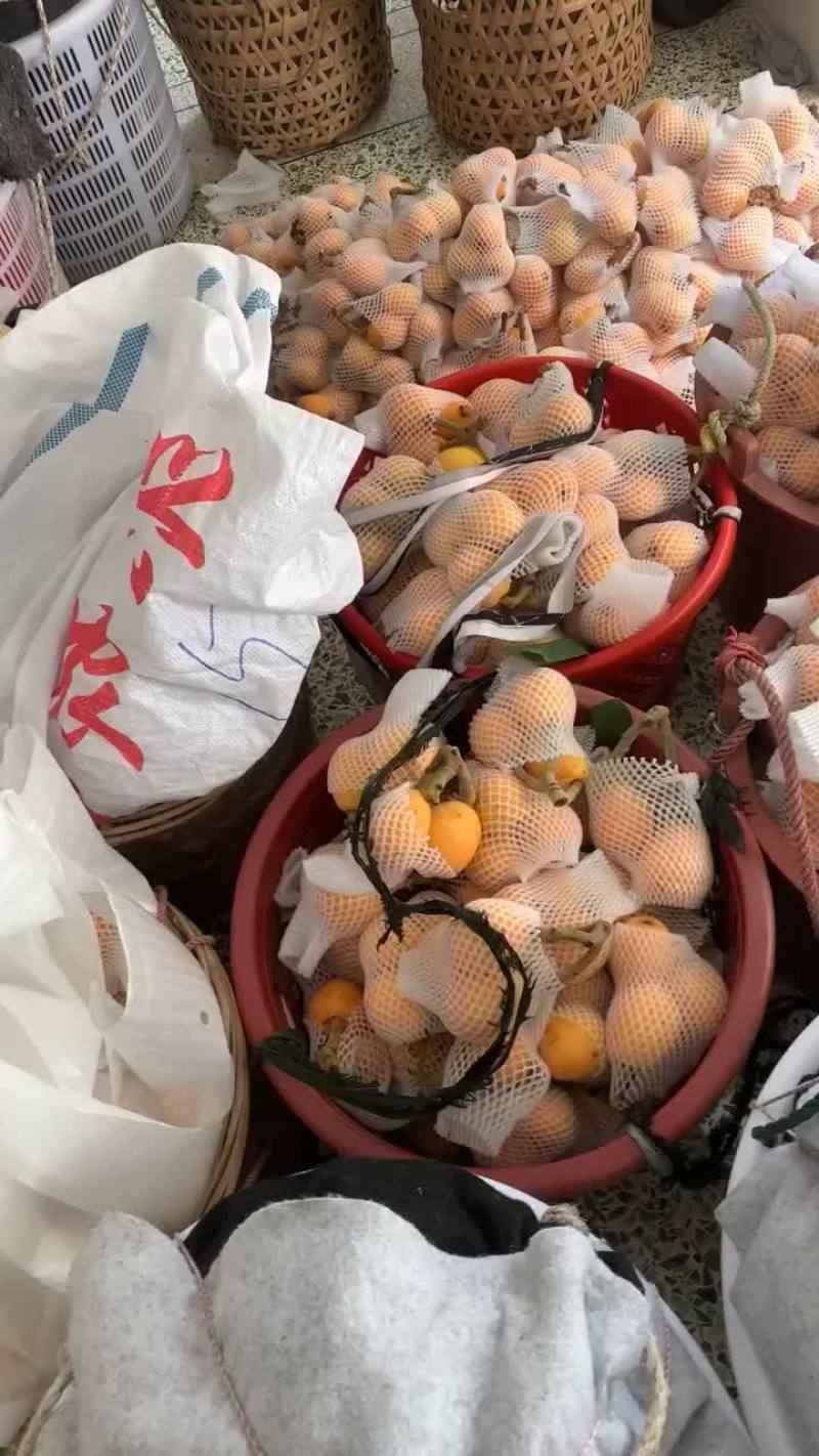 云霄正宗枇杷，种植基地