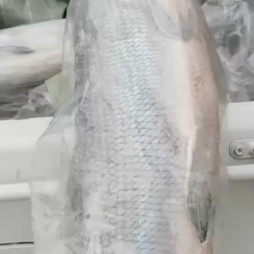 各位老板大家好，来自青海龙羊峡水库，冷冻高百鲑现出售，