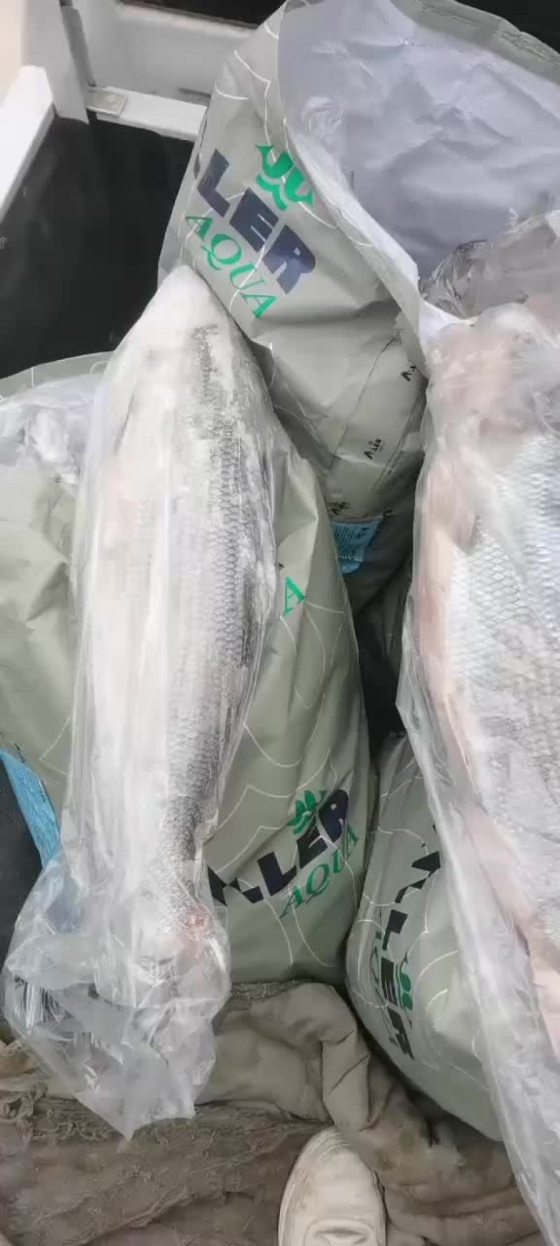 各位老板大家好，来自青海龙羊峡水库，冷冻高百鲑现出售，