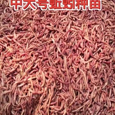 蚯蚓，蚯蚓粪