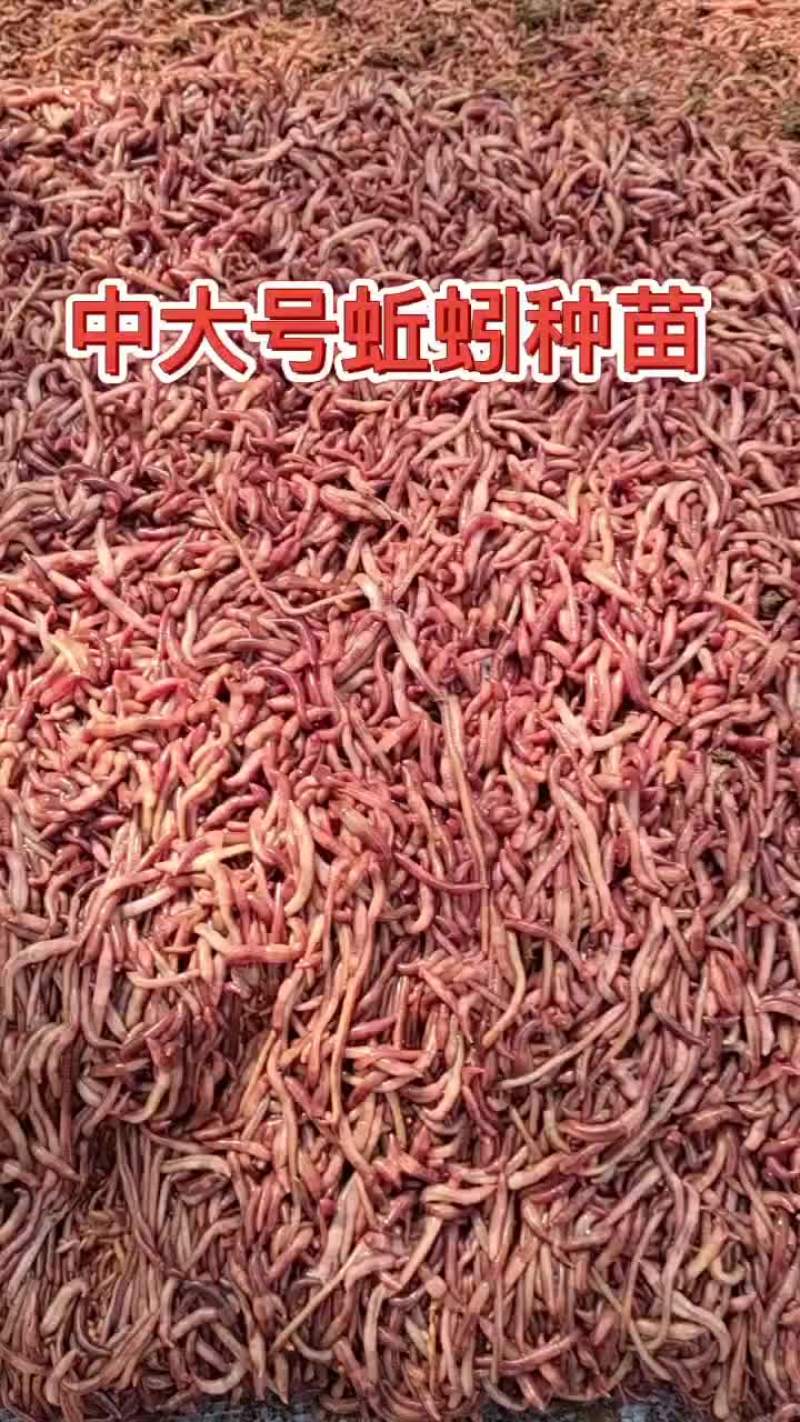 蚯蚓，蚯蚓粪
