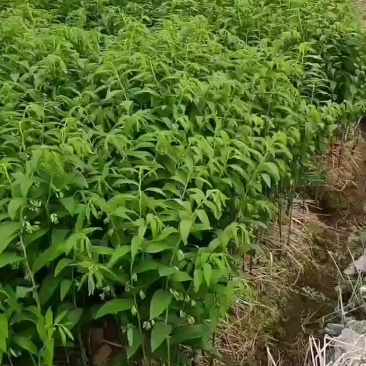 玉竹片