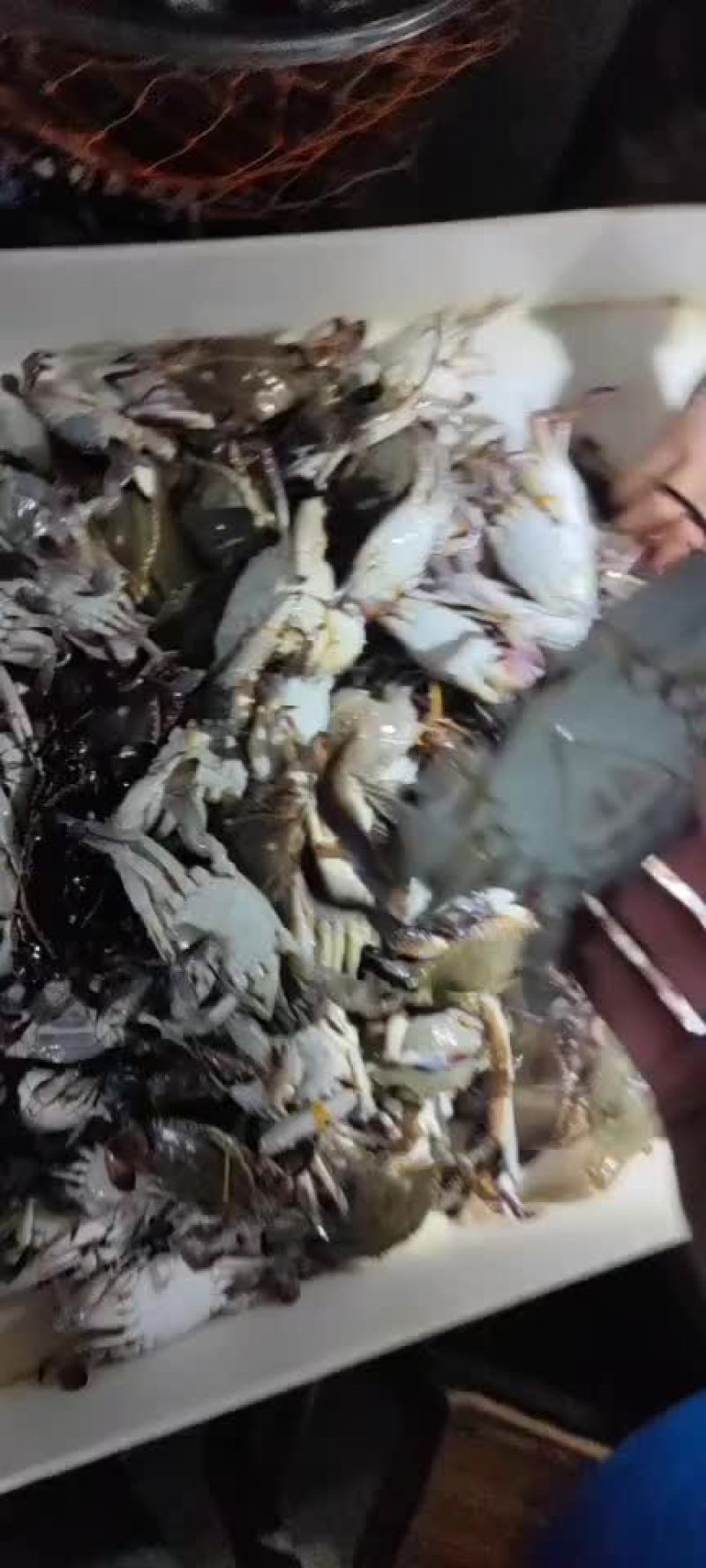 水蟹小梭子蟹飞蟹水产活鲜成活率高肥度好梭子蟹