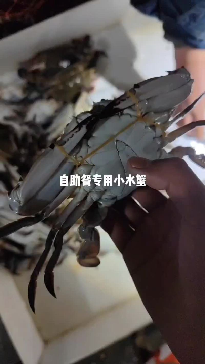 水蟹小梭子蟹飞蟹水产活鲜成活率高肥度好梭子蟹