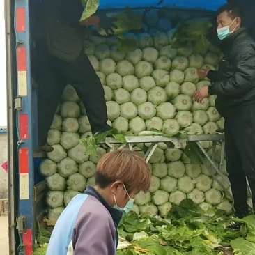 黄心大白菜