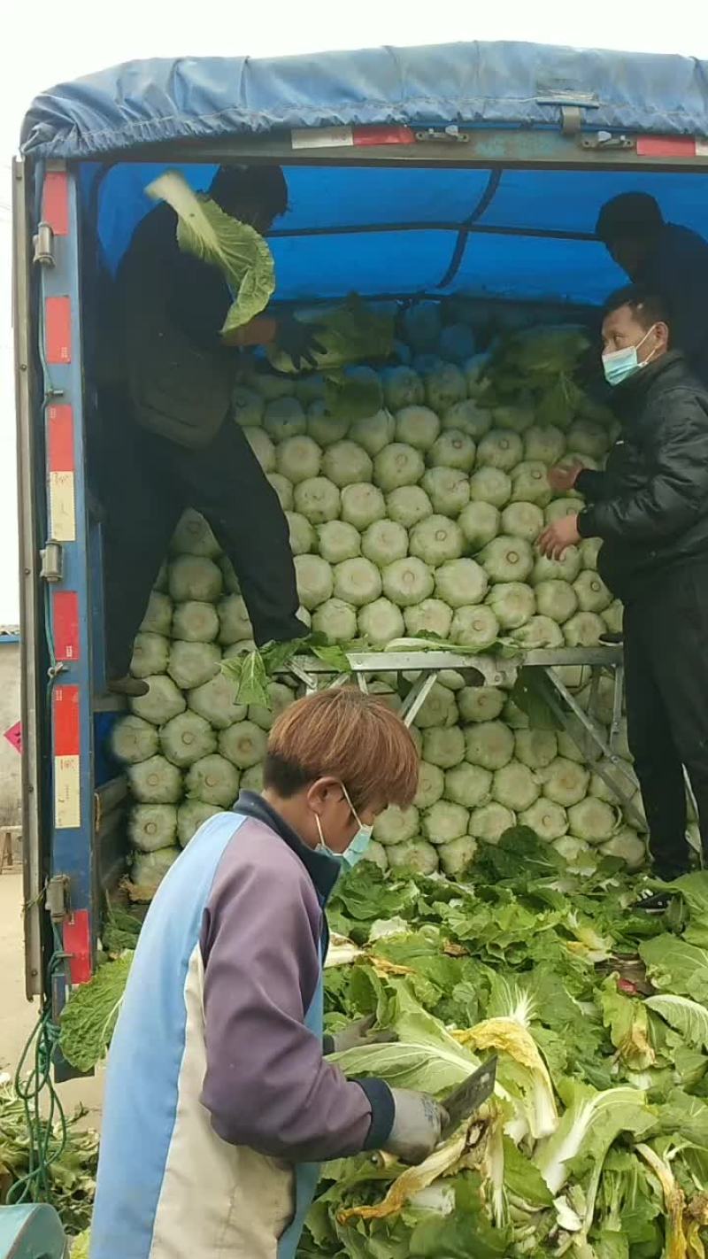 黄心大白菜