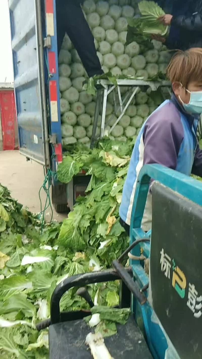 黄心大白菜