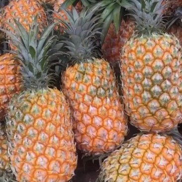 云南香水菠萝