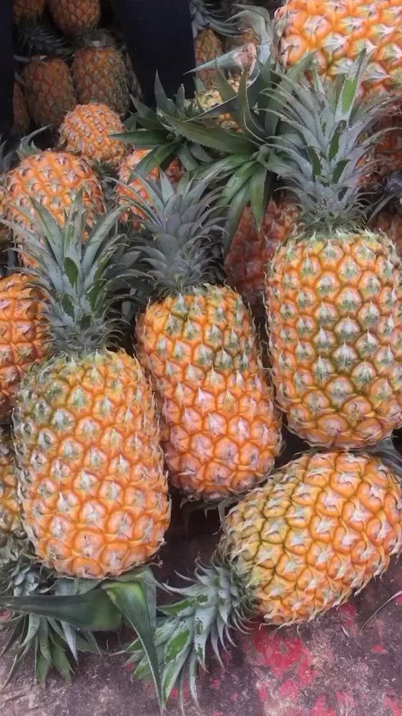 云南香水菠萝