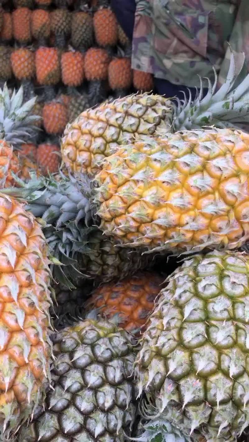 云南香水菠萝