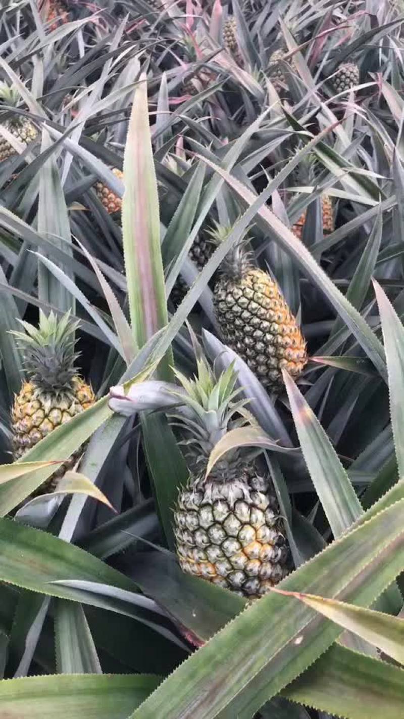 云南香水菠萝