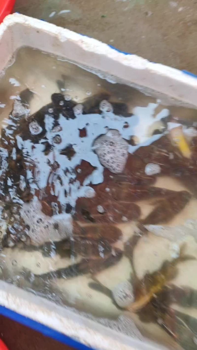 黄丫头，黄骨鱼
