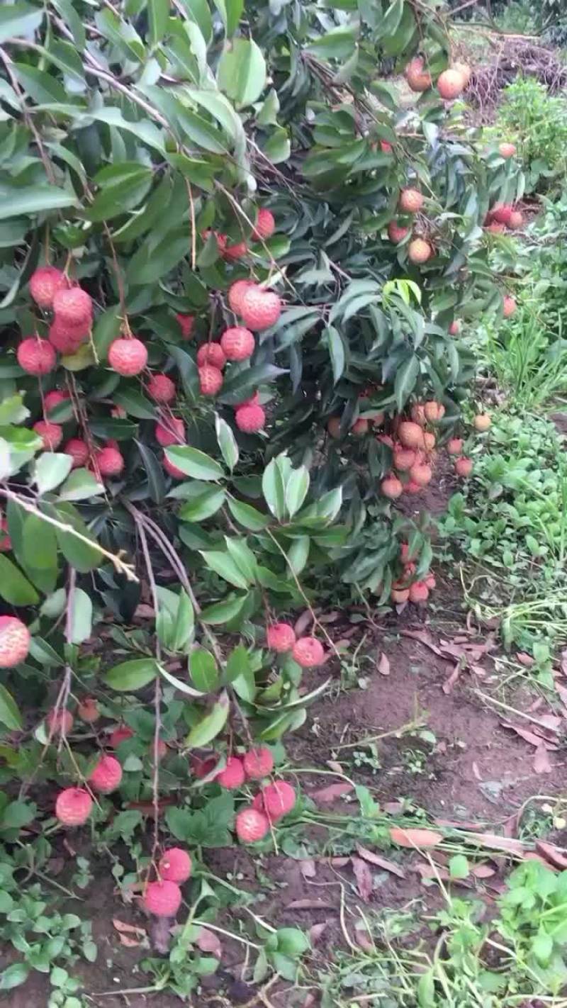 桂味