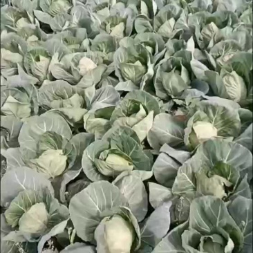 包菜有货要的联系