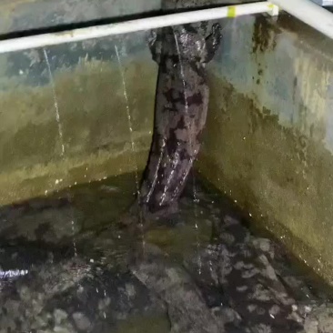 娃娃鱼
