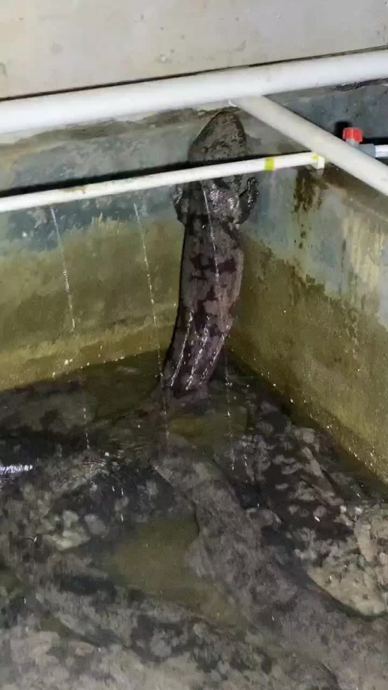 娃娃鱼