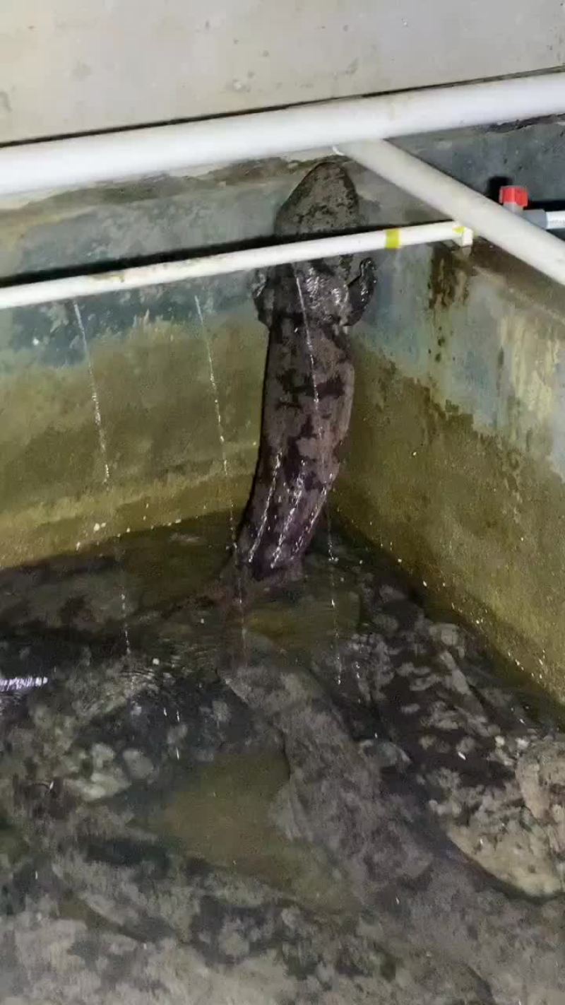 娃娃鱼