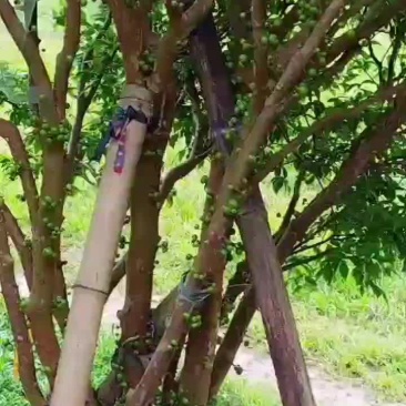 嘉宝果十二年丰产结果树