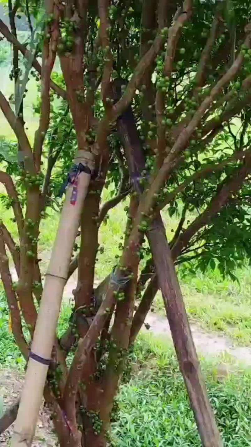嘉宝果十二年丰产结果树